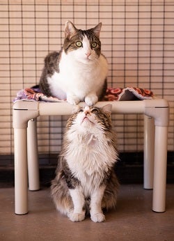 Cat on floor looking up at cat on cat tree