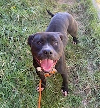 pit bull type dog standing on grass looking into the camera