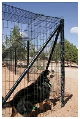 dog in front of flat top fence