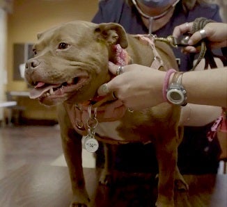 Brown and white dog being held by techs