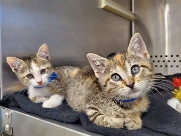 Two kittens in metal cage with door open
