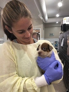 Woman in yellow gown holding white and brown puppy