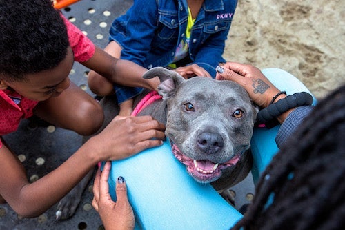 family with a large gray dog