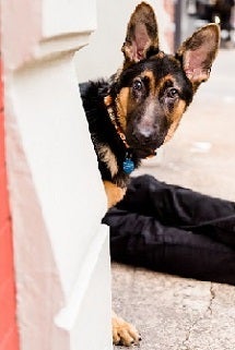 Black and brown German shepherd peeking around white wall