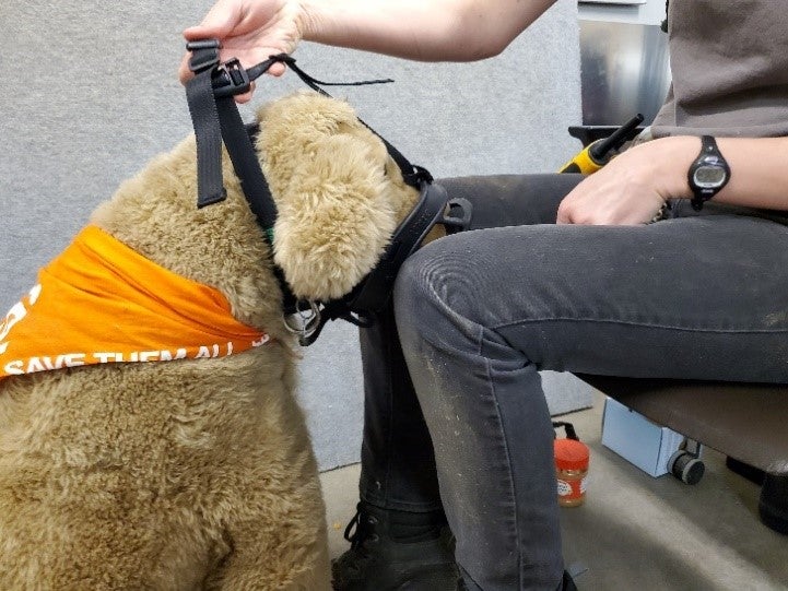 Muzzle training demonstrated on a plush dog