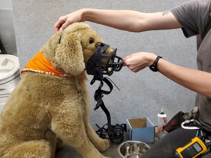 Muzzle training demonstrated on a plush dog