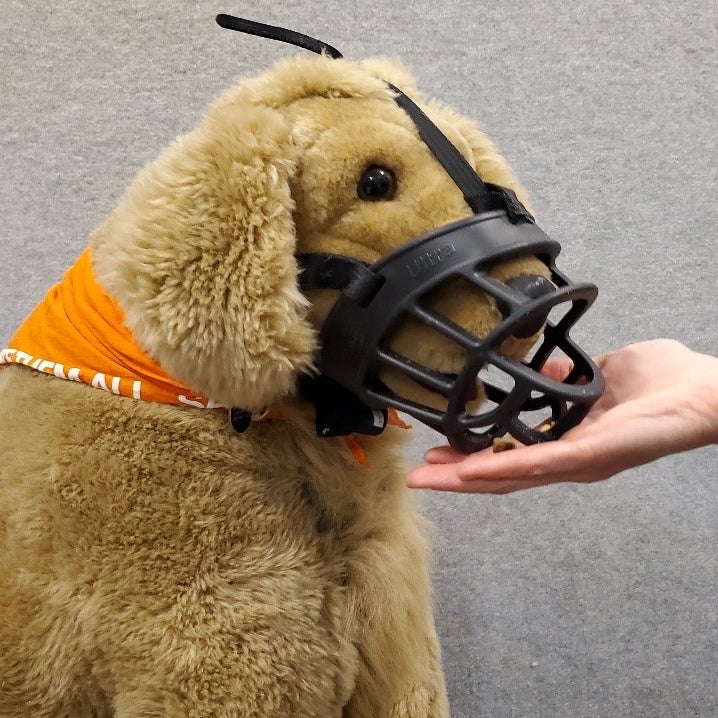 Muzzle training demonstrated on a plush dog