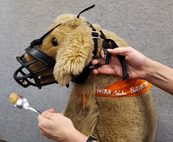 Muzzle training demonstrated on a plush dog