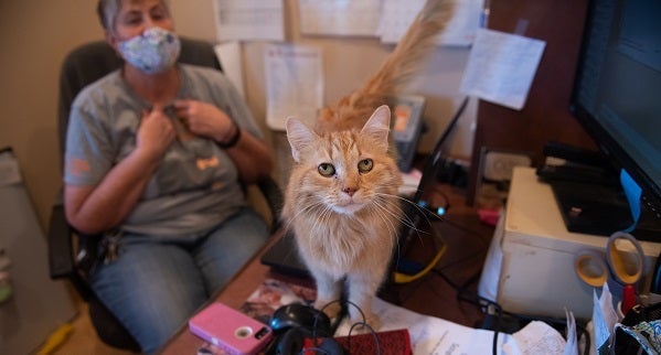 Orange cat standing on desk