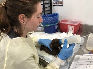 Woman in yellow gown bottle feeding black puppy