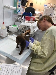 Black puppy being stimulated to urinate by woman in yellow gown