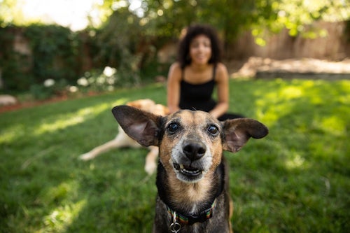 brown dog staring into the camera with its owner behind