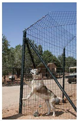 dog in top angled fence