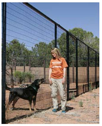 dog in wire mesh fence