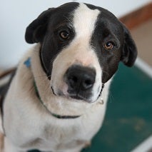 Black and white dog on green dog hammock