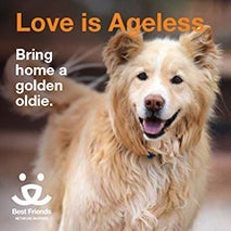 Love is ageless