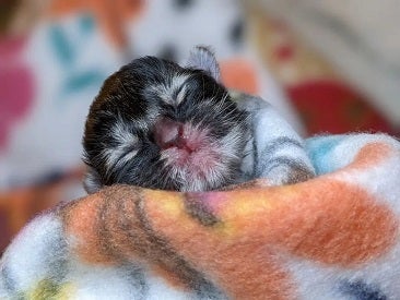Black neonate kitten on blanket