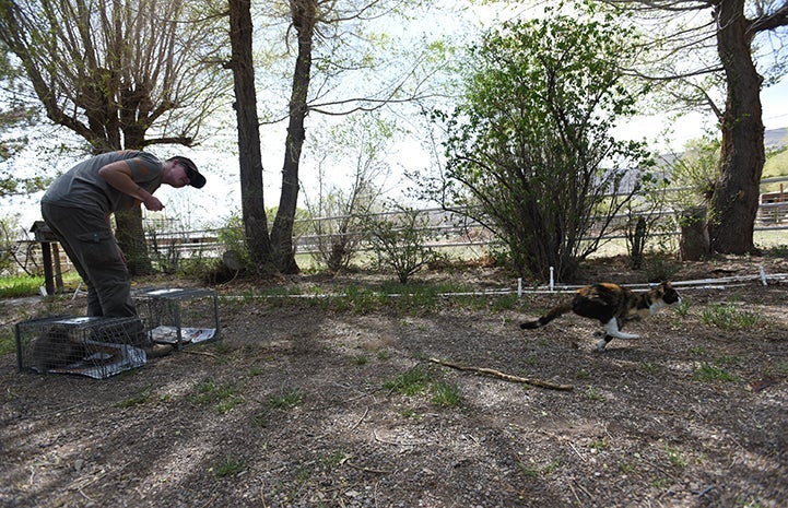 Woman releasing a calico cat who is running away from a humane trap