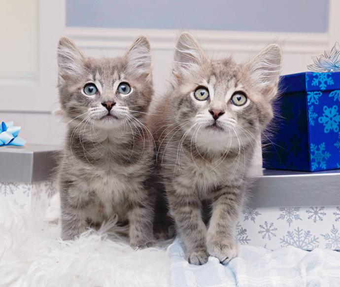 Tabby and white kitten lying on a foot in a holiday sock