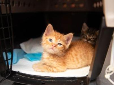 Two tiny kittens in a pet carrier