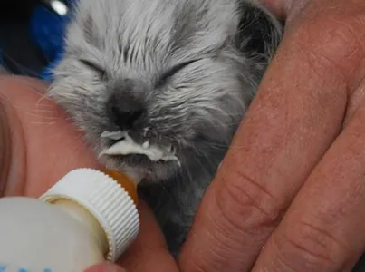Tiny kitten drinking from a bottle
