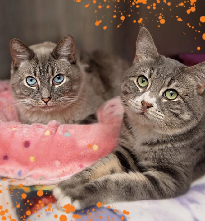 Two cats together in a kennel with orange graphic splatter artwork