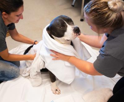 Two smiling people drying a big dog with a towel after its bath