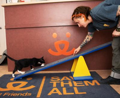 Cat learning a trick on a ramp with a caregiver
