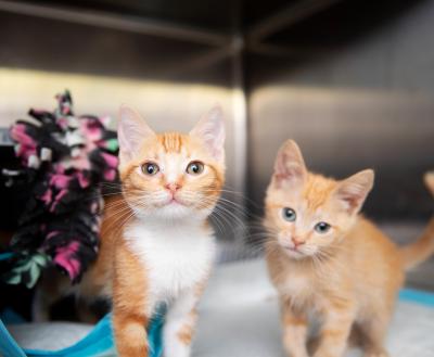 Two kittens in a veterinary setting