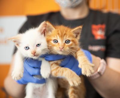 Two tiny kittens being held in a person's hands