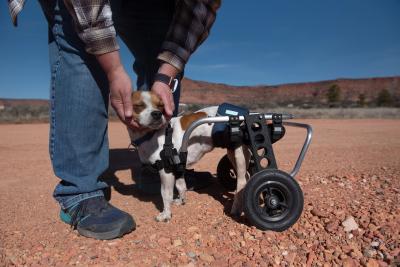 Person bending over to pet RoiLie the dog, who is standing in his wheelchair