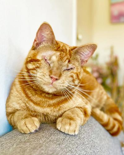 Blind orange tabby cat Leonsio lying on the back of a couch or chair