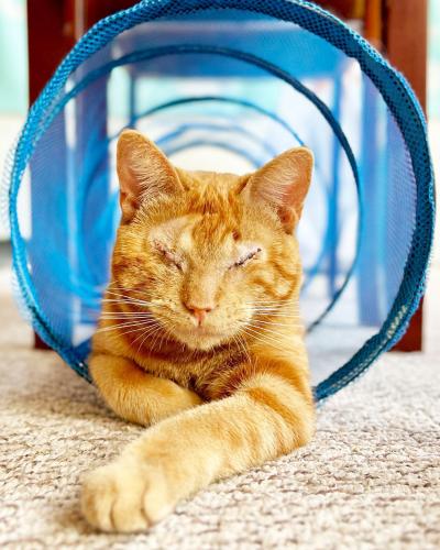 Blind cat Leonsio lying in a blue cat play tunnel with his front paw sticking out
