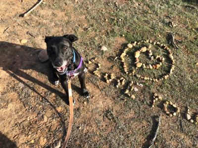 Minnie the dog on a leash outside next to the words "I love you" and a heart, written out using small rocks