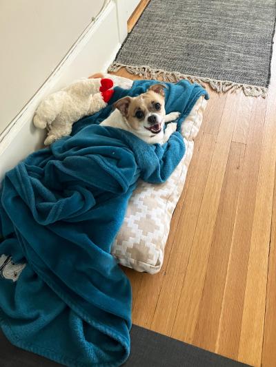 Java the Chihuahua lying on a cushion snuggled in a blue blanket