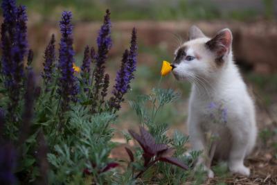 Evelyn the kitten smelling a small yellow flower outside, beside some purple flowers