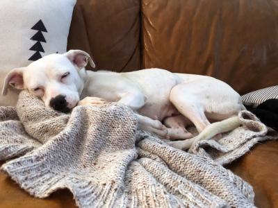 White foster dog sleeping soundly on a couch on a blanket