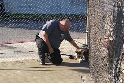 Officer Salo Moua leaning down to pet a dog within a chain-link fence