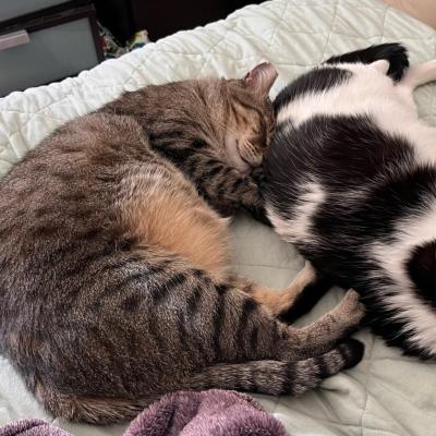 Grayson the cat sleeping snuggled next to his feline brother Bruce