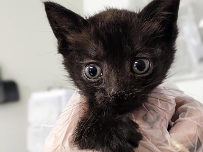 Jacksonville the black kitten being held by a gloved hand
