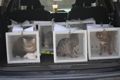 Community cats in boxes to be returned as part of TNVR