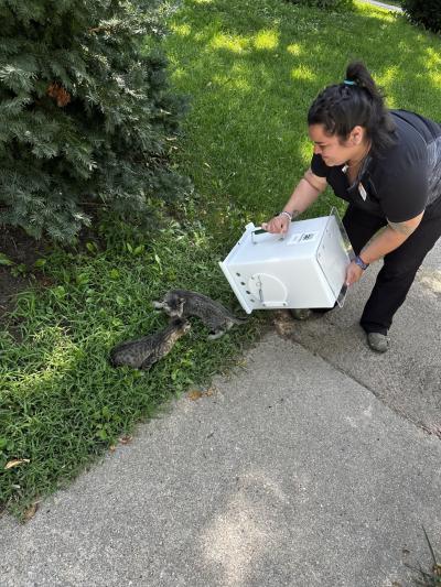 Jakie releasing cats as part of a trap-neuter-vaccinate-return program