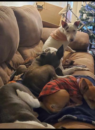 Mia the dog on a couch with three other dogs