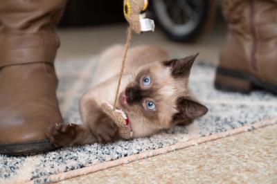 Llama the kitten on his side playing with a string-type toy