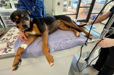 Magenta the dog recovering from donating blood