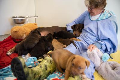 Volunteer Betty Grieb sitting on the floor in a kennel with a mama dog and litter of puppies