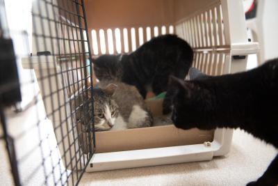 Marvin the cat in a carrier with two other cats investigating