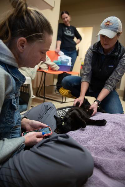 Miles the kitten receiving acupuncture between two people