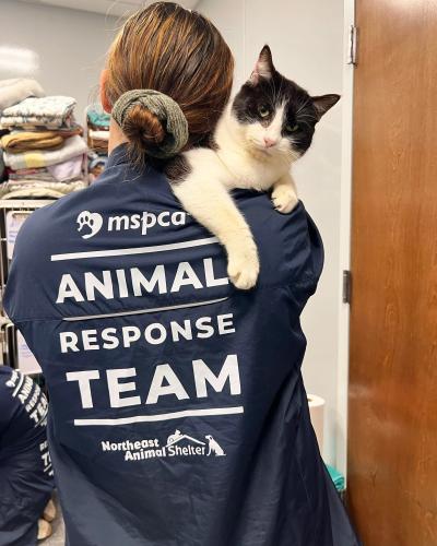 Person wearing a MSPCA Animal Response Team shirt holding a black and white cat over her shoulder