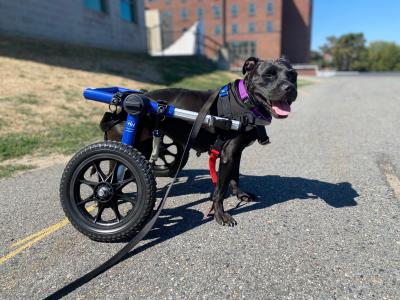 Trudi the dog in a dog wheelchair cart
